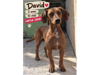 DAVID SIMIL BASSOTTO 2 ANNI 10 KG taglia piccola