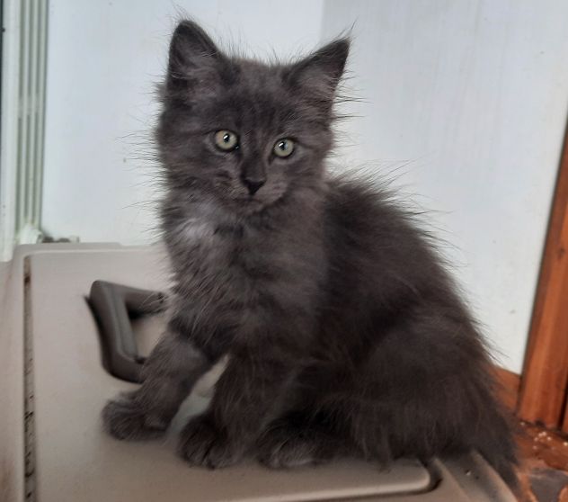 gattini siberiani cresciuti in famiglia coccoloni molto dolci - Foto 3