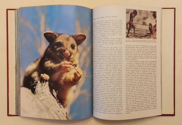 Safari attorno al mondo di Folco Quilici 1°Ed:De Agostini Novara, 1973  perfetto - Foto 3