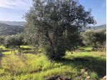 Agricolo in Destre