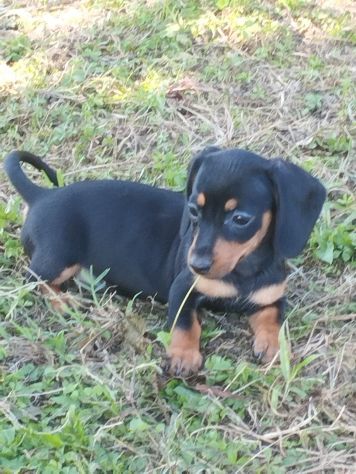 BASSOTTO NANO NERO FOCATO CUCCIOLI - Foto 4