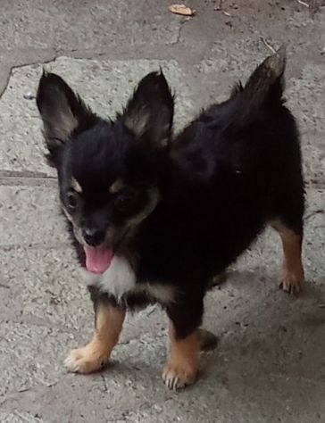 Vendo chihuahua femmina con pedigree Enci