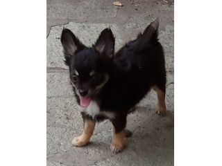 Vendo chihuahua femmina con pedigree Enci