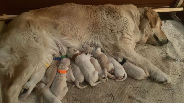 vendo cuccioli golden retriever con pedigree - Foto 2