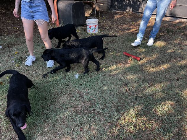 Cuccioli Maschietti di Labrador Retriever - Foto 3
