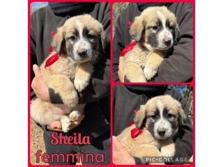 Regalo cuccioli mix Labrador pastore