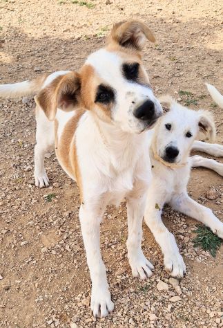 SIMON,NESSUNO CHIEDE DI TE!...IN CANILE! - Foto 4
