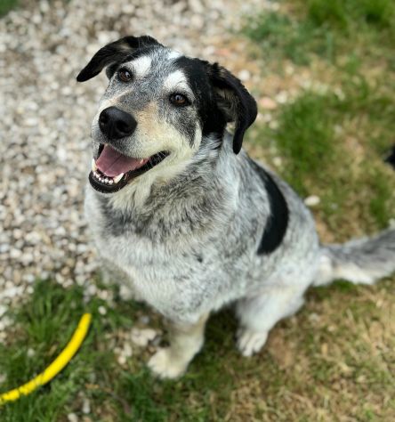 Mila 4 anni Taglia media - Foto 4