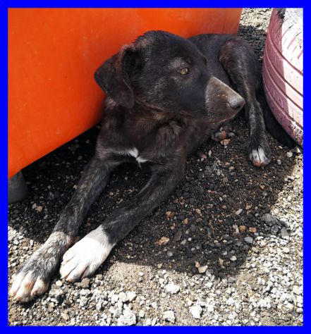 LADY, DOLCISSIMA CUCCIOLA ABBANONDONATA CERCA CASA - Foto 2