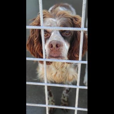 FRODO dolce e rassegnato, cagnolino in adozione, taglia medio piccola.