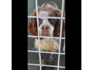 FRODO dolce e rassegnato, cagnolino in adozione, taglia medio piccola.
