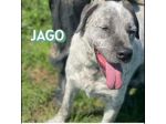 JAGO E ZENO ADORABILI TENERONI CANI IN ADOZIONE DI COPPIA tg MEDIA