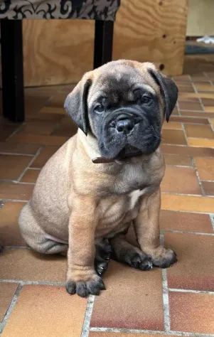 Cuccioli di Bull Mastiff - Foto 2