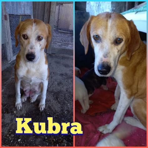 Kubra 6anni i suoi cuccioli partiti x lei nessuna richiesta SOS ABRUZZO - Foto 2