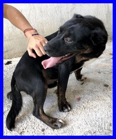 TOBY, DOLCISSIMO ABBANDONATO CERCA CASA - Foto 6