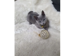 Adozione di due Blu di Russia Gattini