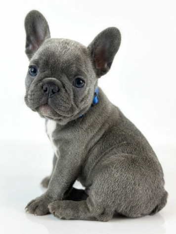 BULLDOG FRANCESE CUCCIOLI BLU - pagamento in 12 mesi