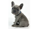 BULLDOG FRANCESE CUCCIOLI BLU - pagamento in 12 mesi