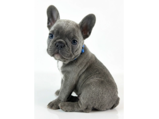 BULLDOG FRANCESE CUCCIOLI BLU - pagamento in 12 mesi