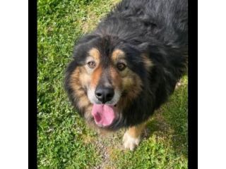 MARTIN SOCIEVOLE CANE IN ADOZIONE