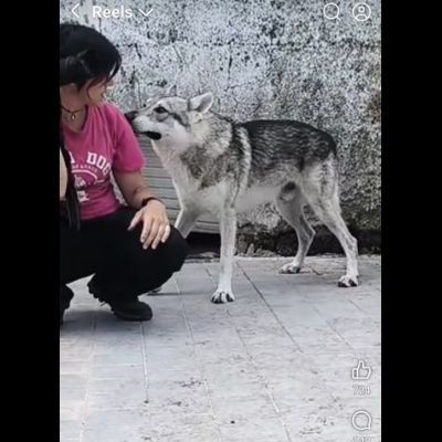 ZEUS LUPO CECOSLOVACCO CERCA SALVEZZA Cane in adozione - Foto 8