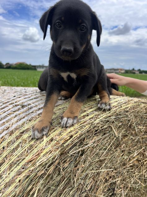 Cuccioli incrocio Lagorai per Pastore Tedesco - Foto 10