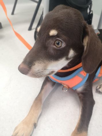 Tommy 2anni e 1/2 tg contenuta,marrone, occhi ambra SUD - Foto 5