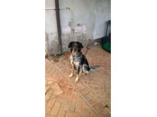 ROMEO, socievolissimo cane da caccia