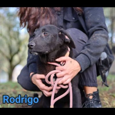 RODRIGO E ABBONDIO CUCCIOLI IN ADOZIONE - Foto 2