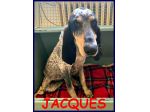 JACQUES segugio francese recuperato per strada