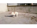 Giovane e buona cagnolina in cerca di casa