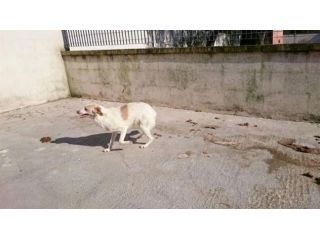 Giovane e buona cagnolina in cerca di casa