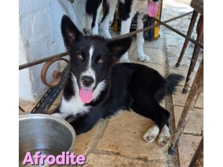 AFRODITE