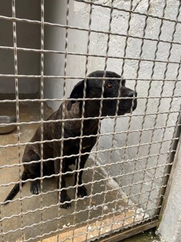 Corso femmina 4anni in canile depressa da troppo! TARANTO - Foto 2