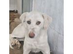 QUERA CAGNOLINA IN ADOZIONE