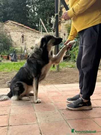 Cora: 2 anni, taglia grande, cerca nuova famiglia - Foto 5