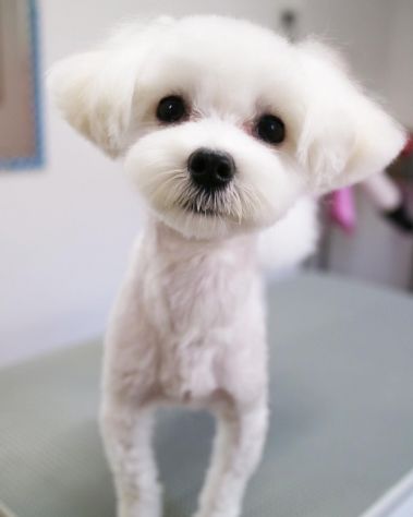 piccoli di maltese