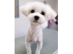 piccoli di maltese