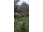 Annesso agricolo in vendita a Fosdinovo 25 mq  Rif: 1284910