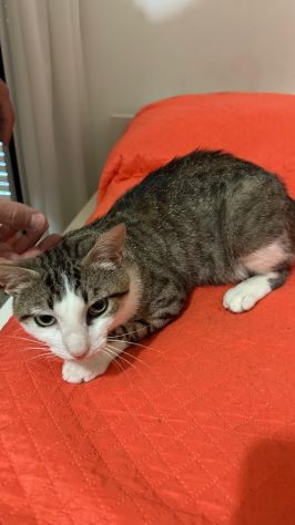 Tommy, 7 mesi, gatto, maschio - Foto 3