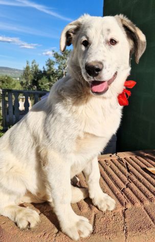UNA FAMIGLIA PER DAISY! - Foto 4