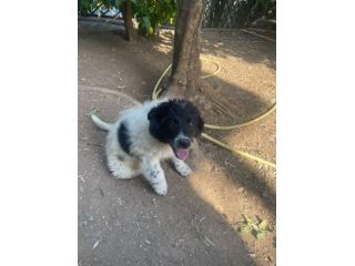 Mirtilla cucciola