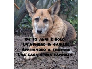Tofu simil Pastore 15ANNI DI VITA IN CANILE!!! FIRENZE