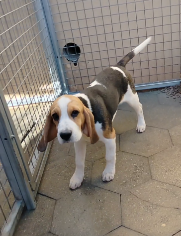 Regalo cuccioli di Beagle taglia piccola - Foto 4