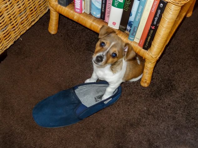 Cuccioli di Jack Russell - Foto 2