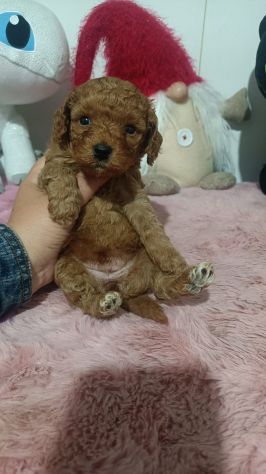 Barboncino red toy