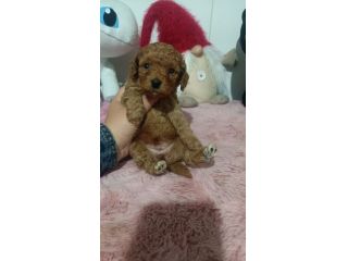 Barboncino red toy