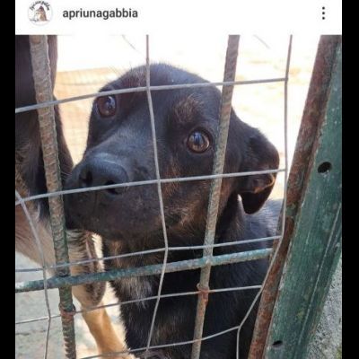 GUGLIELMINO 8 CHILI DI TENEREZZA CAGNOLINO IN ADOZIONE