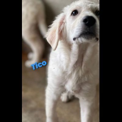 TICO MERAVIGLIOSO CUCCIOLO IN ADOZIONE - Foto 5