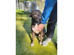 Apollo simil Amstaff